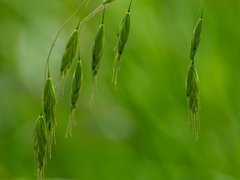 Bromus racemosus