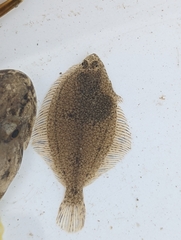 Platichthys stellatus