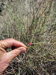 Gambelia juncea