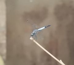 Brachydiplax farinosa