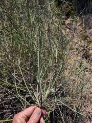Gambelia juncea