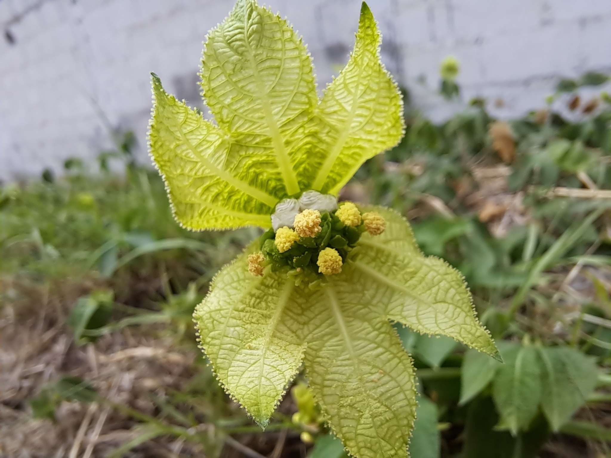 Dalechampia scandens
