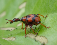 Strigapoderus javanicus