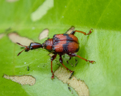 Strigapoderus javanicus