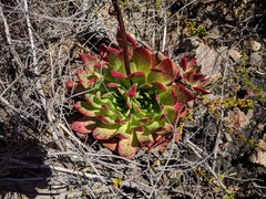 Dudleya brittonii