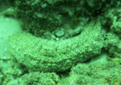 Stichopus herrmanni