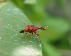 Strigapoderus javanicus