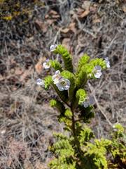 Phacelia ixodes