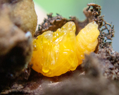Strigapoderus javanicus