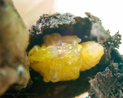 Strigapoderus javanicus