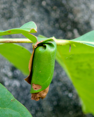 Strigapoderus javanicus