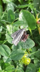 Crambus lathoniellus