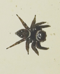 Hasarius adansoni