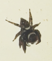 Hasarius adansoni