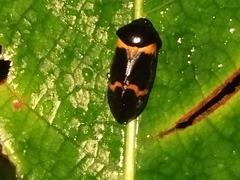 Cosmoscarta abdominalis