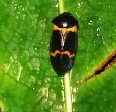 Cosmoscarta abdominalis