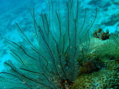 Aglaopheniidae