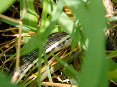 Dendrelaphis pictus