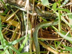 Dendrelaphis pictus