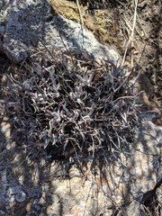 Dudleya attenuata orcuttii