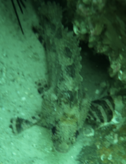 Centrogenys vaigiensis