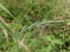 Elymus tsukushiensis