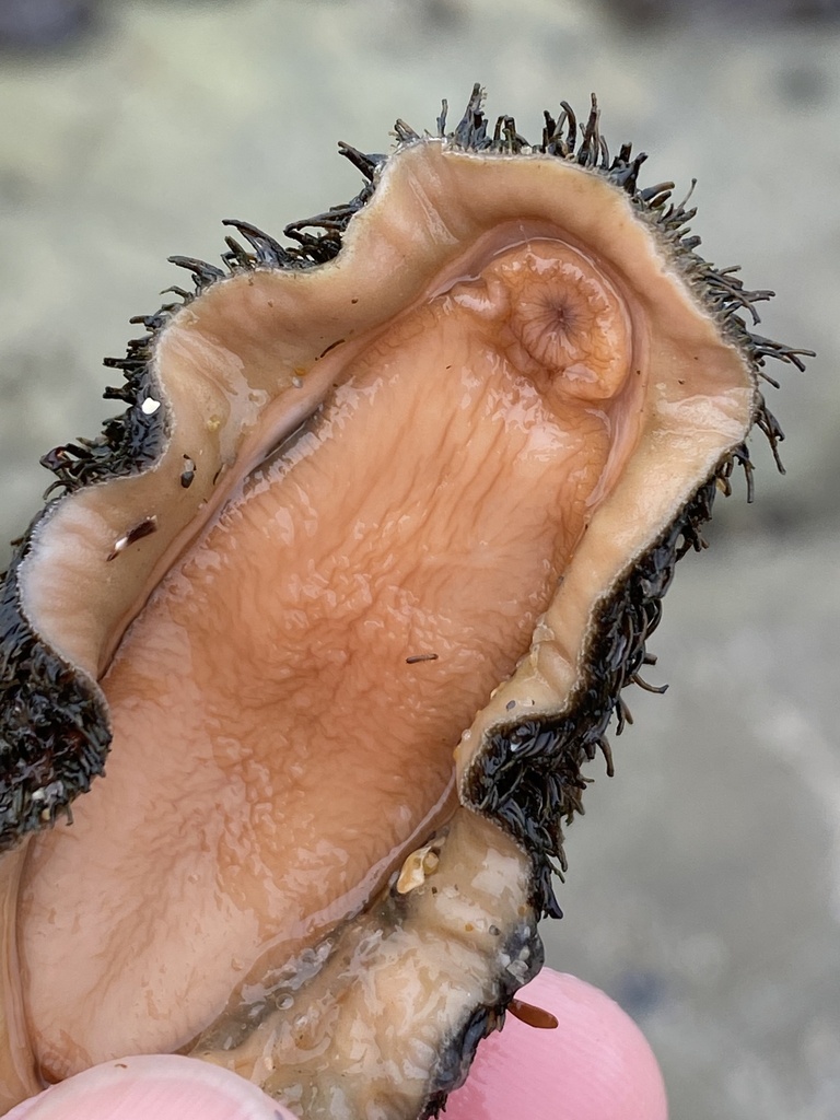mossy chiton