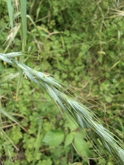 Elymus tsukushiensis