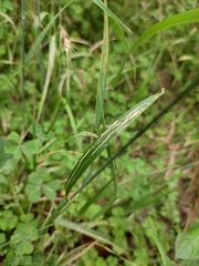 Elymus tsukushiensis