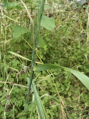 Elymus tsukushiensis