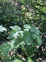 Arracacia atropurpurea