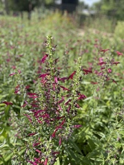 Salvia pentstemonoides
