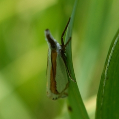 Crambus girardellus