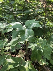 Arracacia atropurpurea