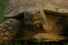 Centrochelys sulcata