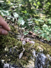 Arracacia atropurpurea