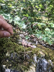 Arracacia atropurpurea
