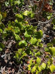 Ribes viburnifolium
