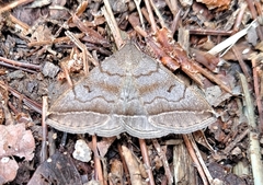 Zanclognatha lunalis