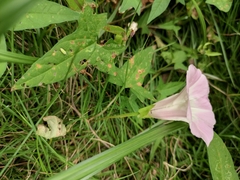 Calystegia hederacea