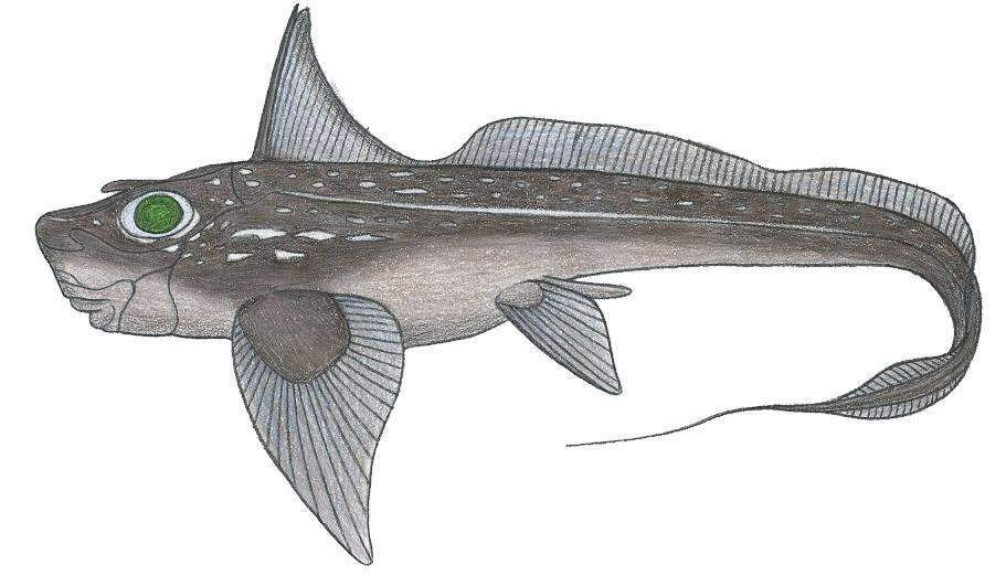 Striped Rabbitfish