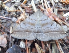 Zanclognatha lunalis