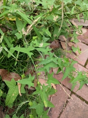 Calystegia hederacea