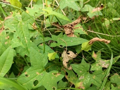 Calystegia hederacea