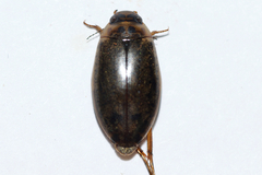 Rhantus binotatus