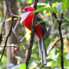 Harpactes whiteheadi