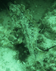 Centrogenys vaigiensis