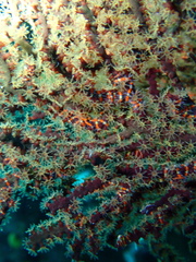 Ophiothela mirabilis