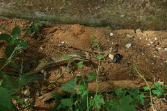 Trachylepis perrotetii