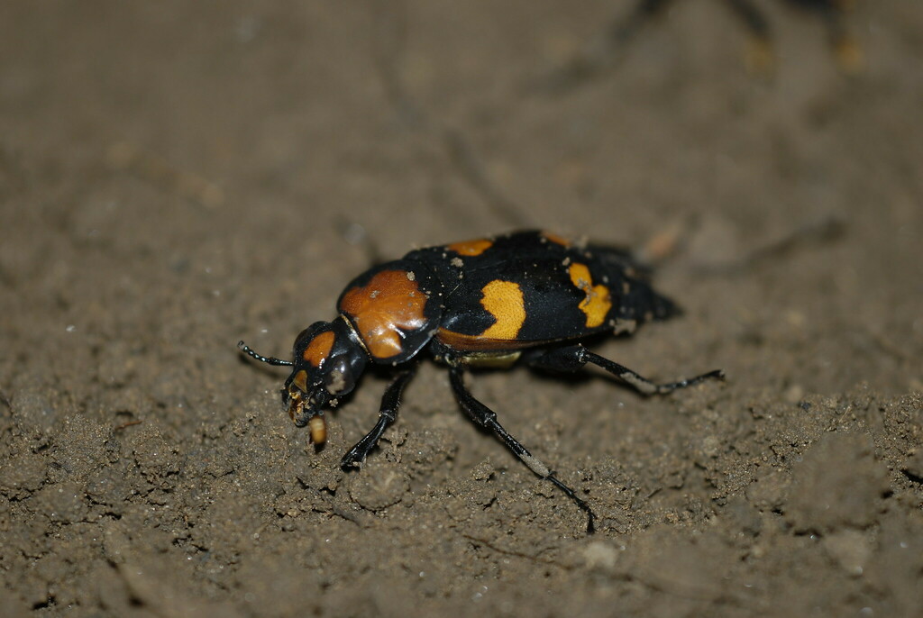 American Burying Beetle